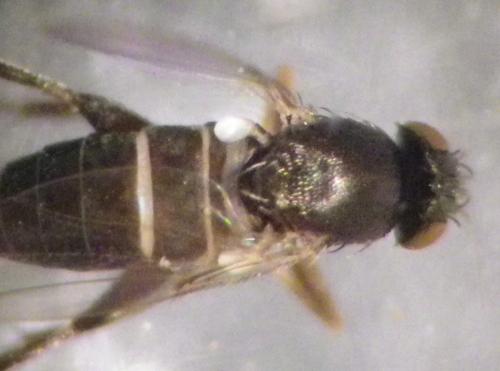 Megaselia sp.